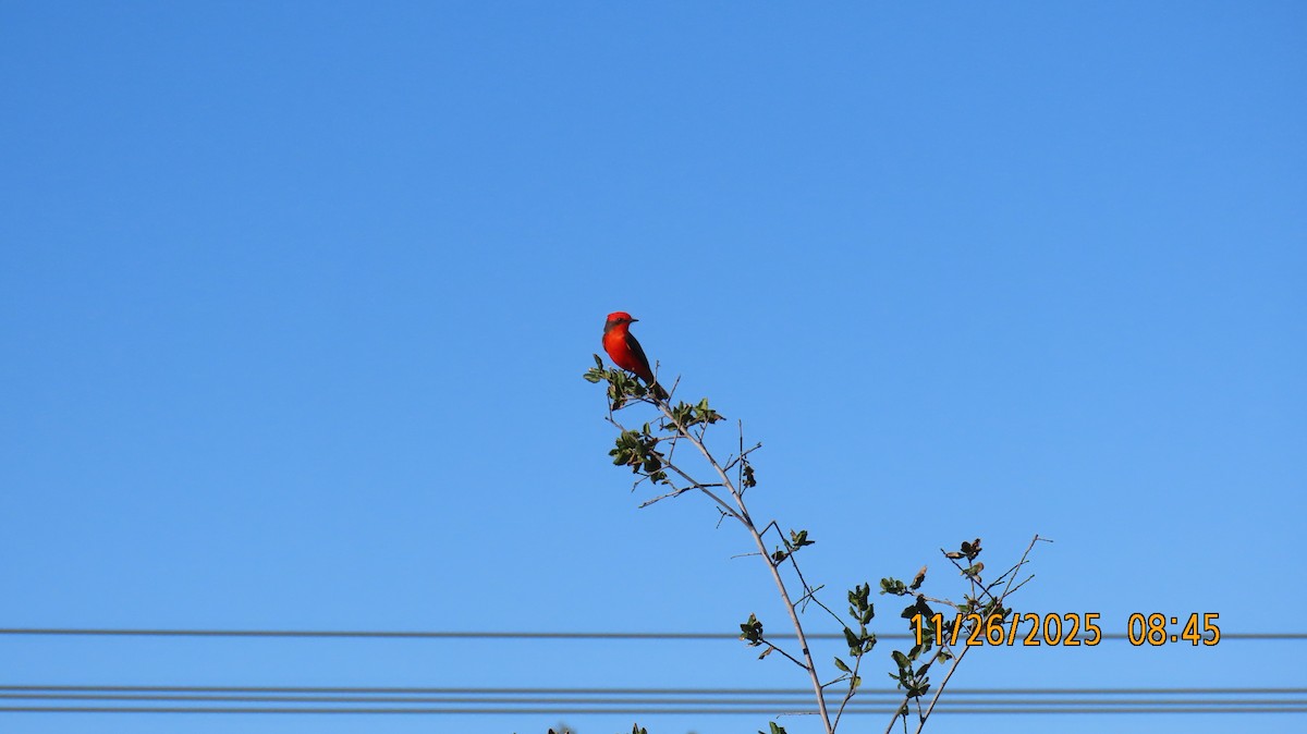 Vermilion Flycatcher - ML645903822