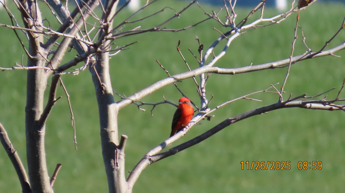 Vermilion Flycatcher - ML645903823