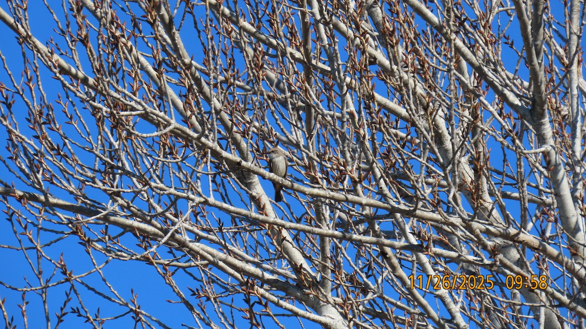 Vermilion Flycatcher - ML645903824