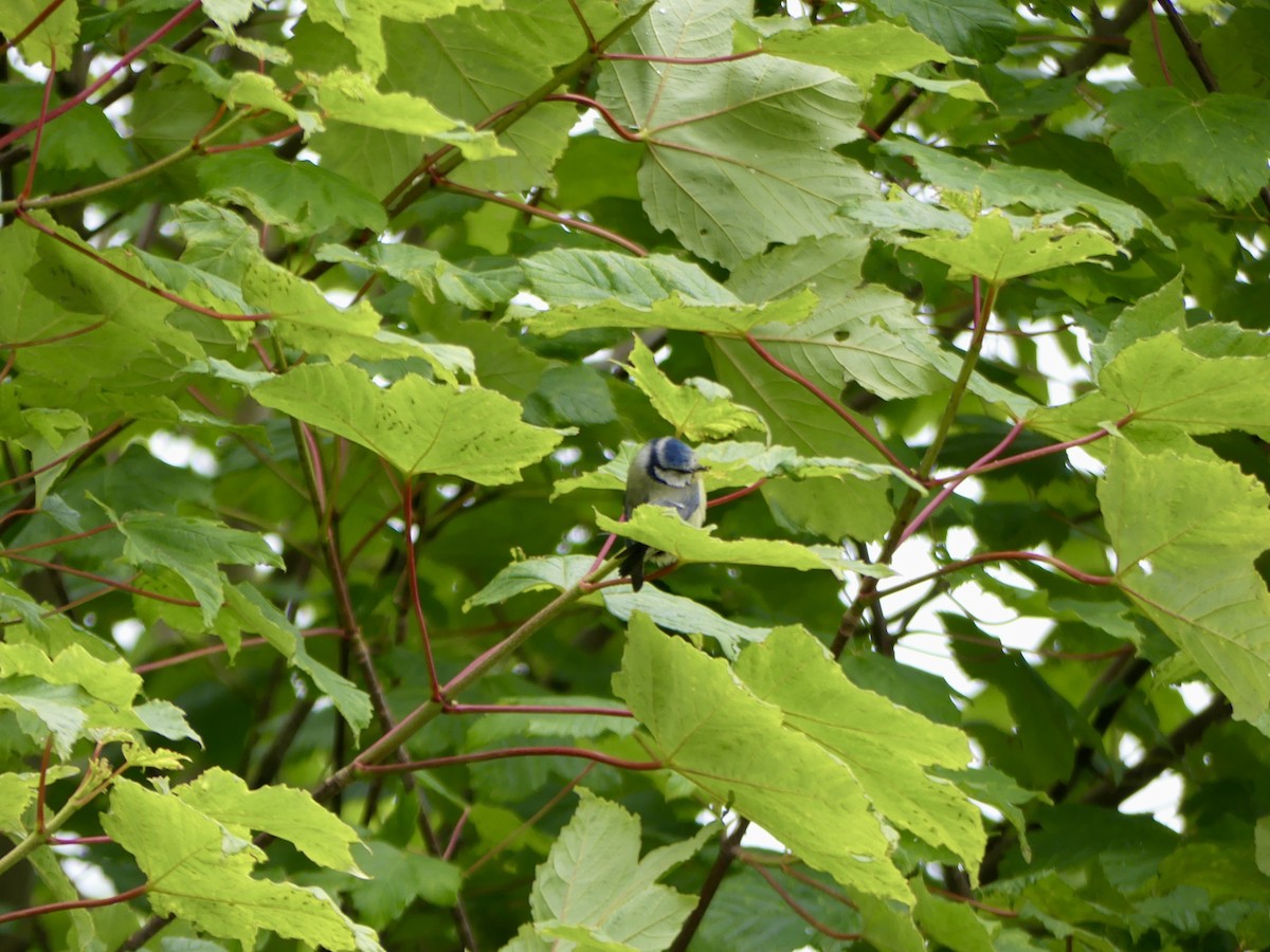 sýkora modřinka - ML645903840