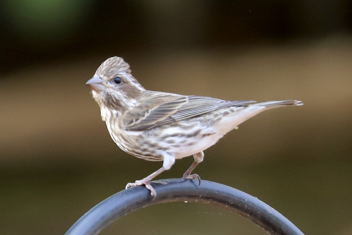 purpurfink - ML645903842