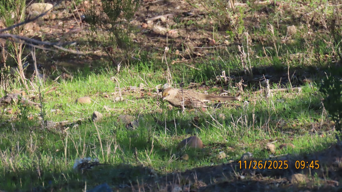 Golden-crowned Sparrow - ML645903853