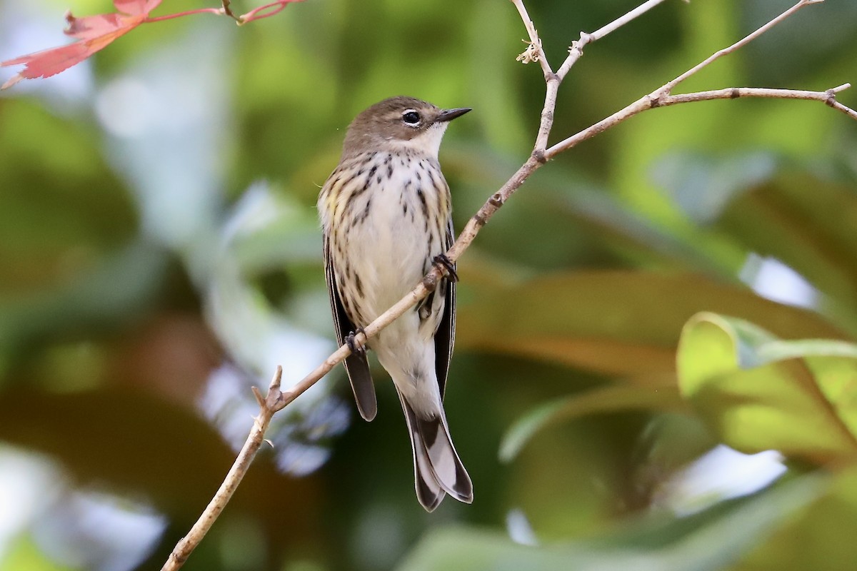 Yellow-rumped Warbler - ML645903855