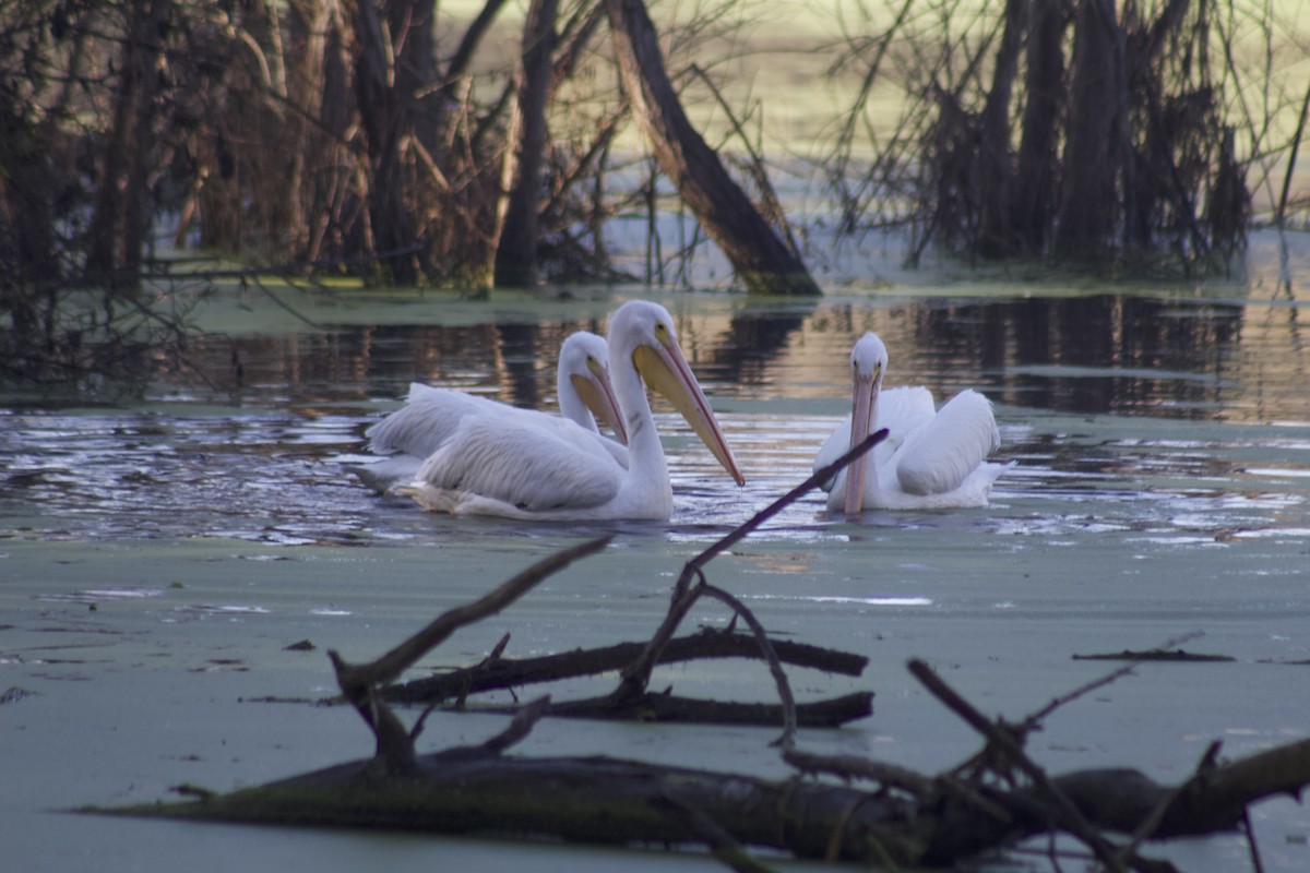 pelikán severoamerický - ML645903873