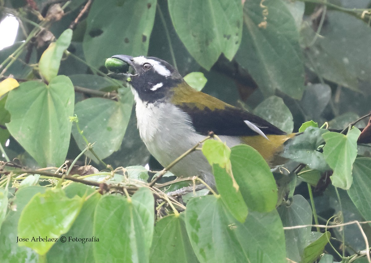 Black-winged Saltator - ML645903874
