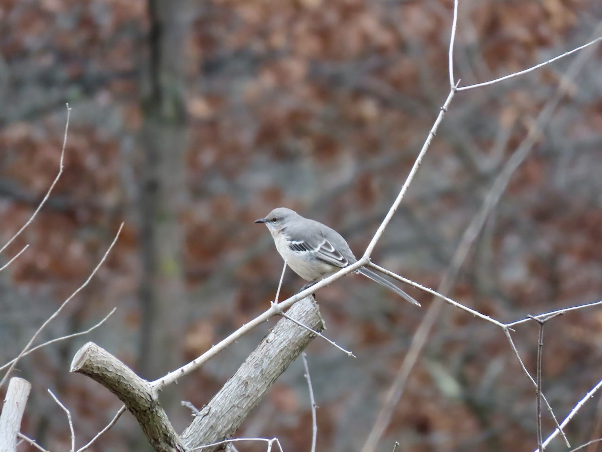 drozdec mnohohlasý - ML645903876