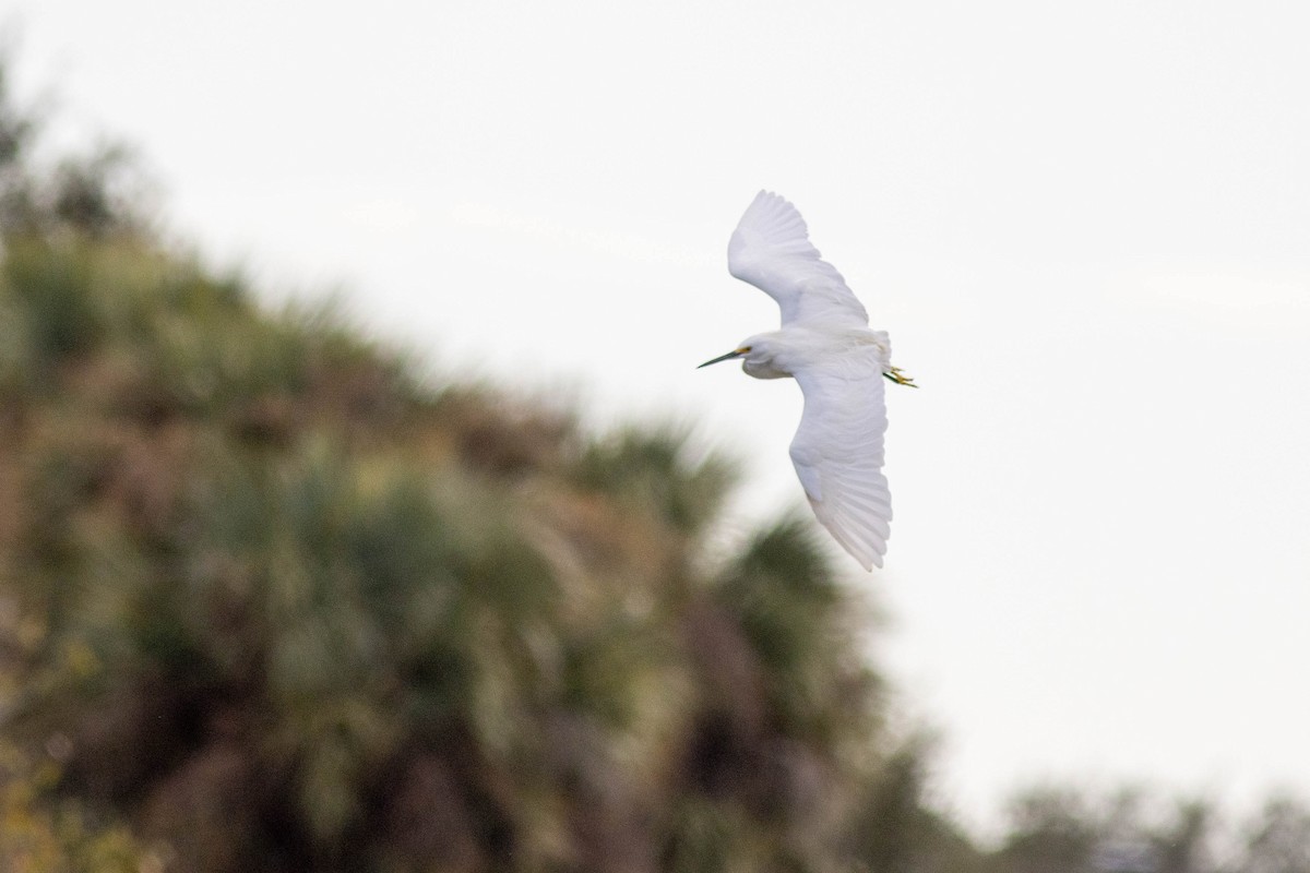 Snowy Egret - ML645903880