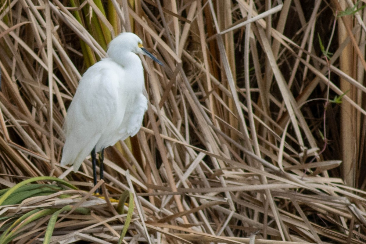 Snowy Egret - ML645903881