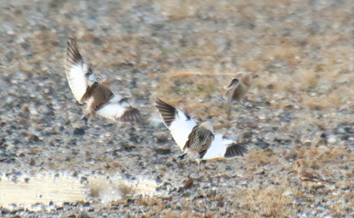 雪鵐 - ML645903883