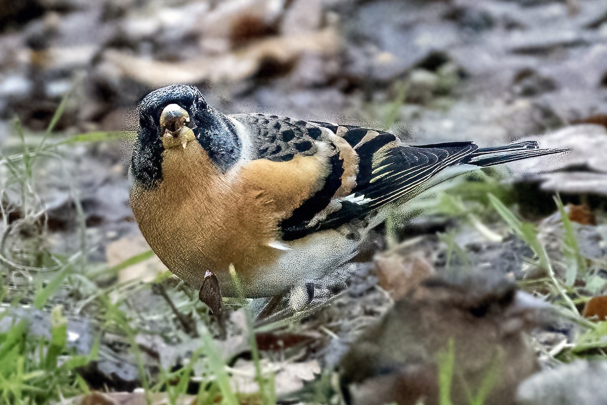 花雀 - ML645903884