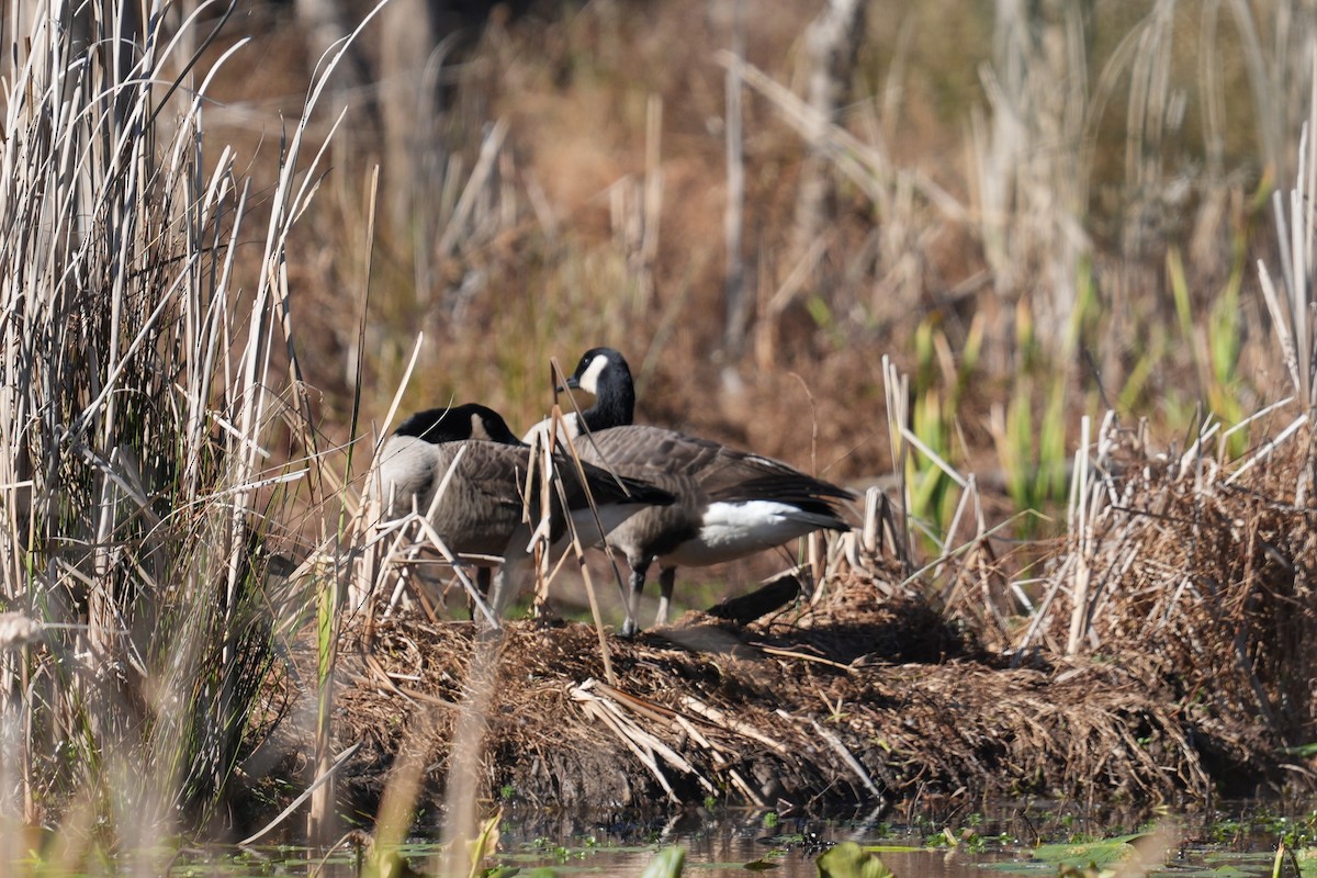 Canada Goose - ML645903885