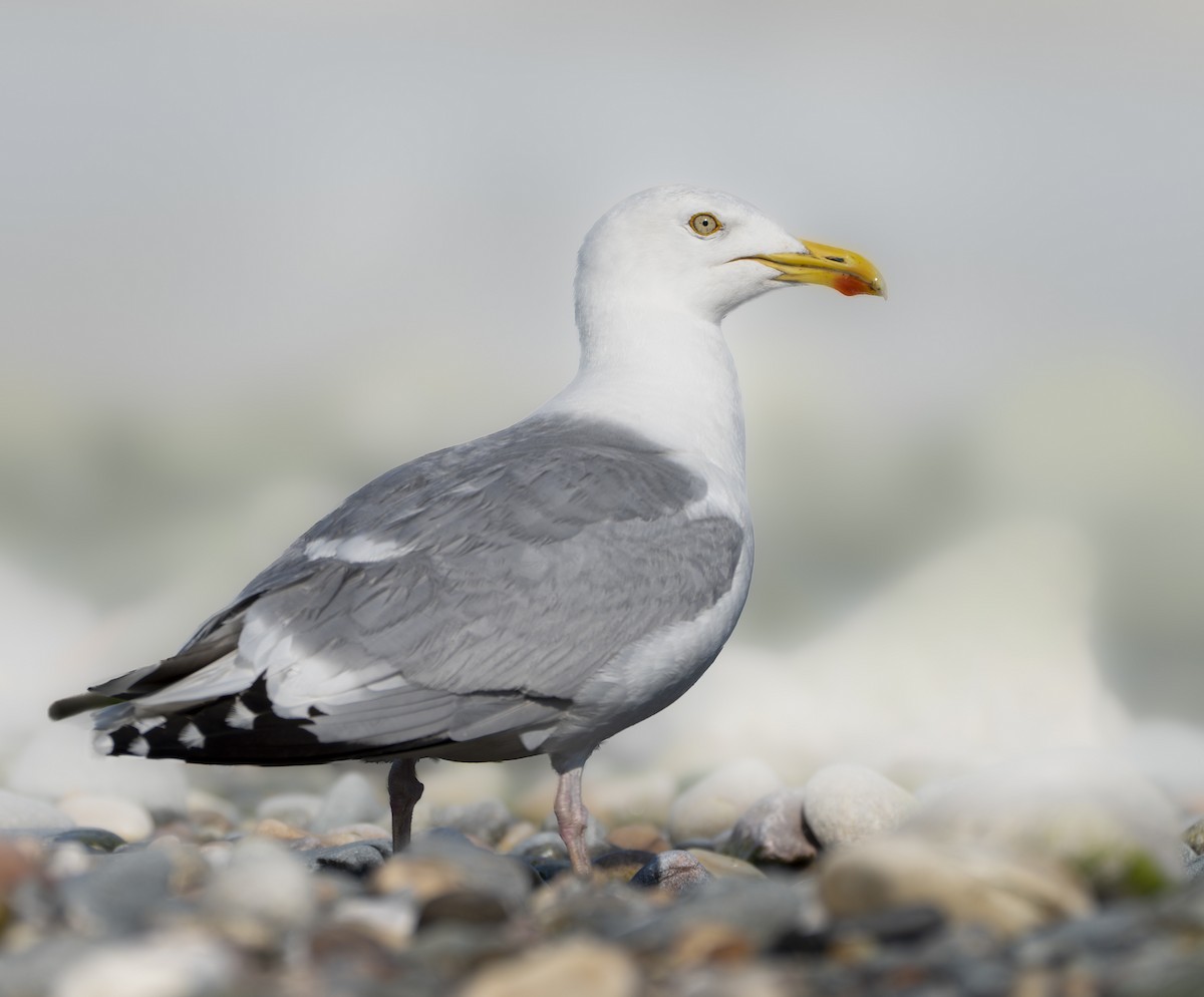 European Herring Gull - ML645903886