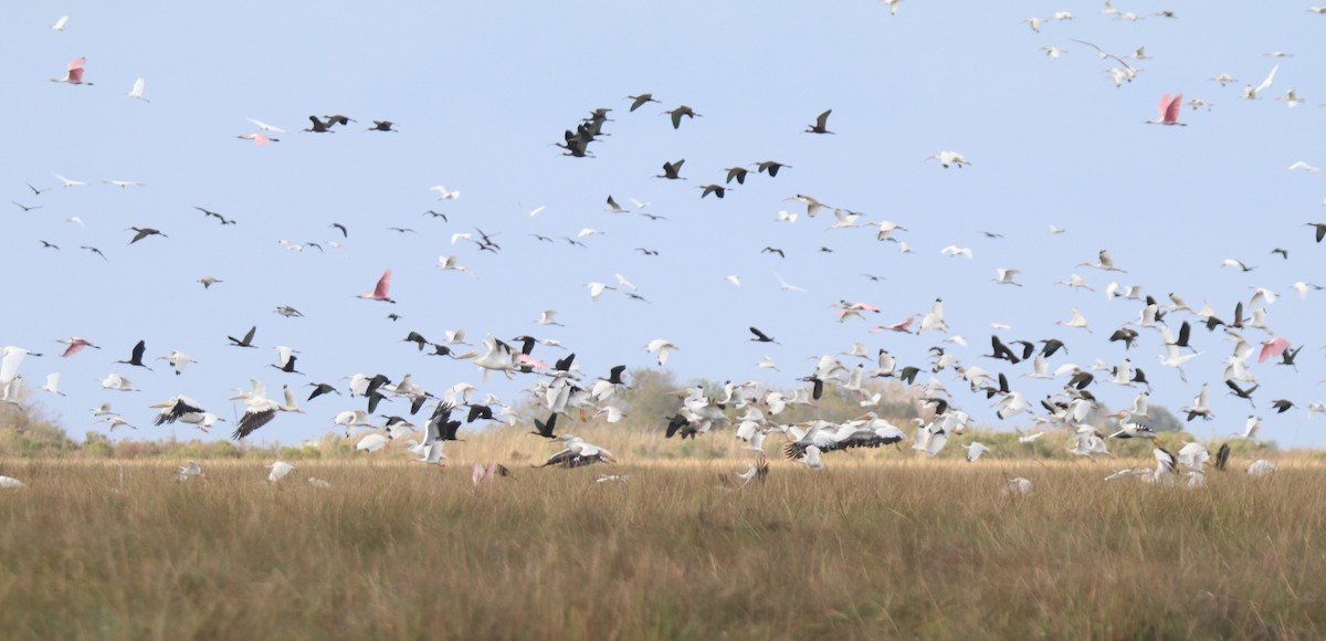 Glossy/White-faced Ibis - ML645903887