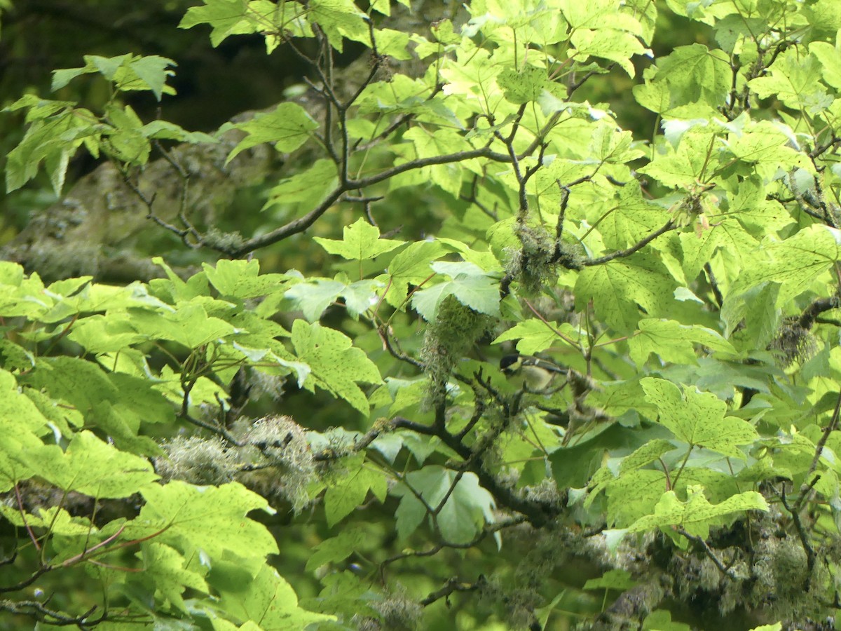 煤山雀 - ML645903888