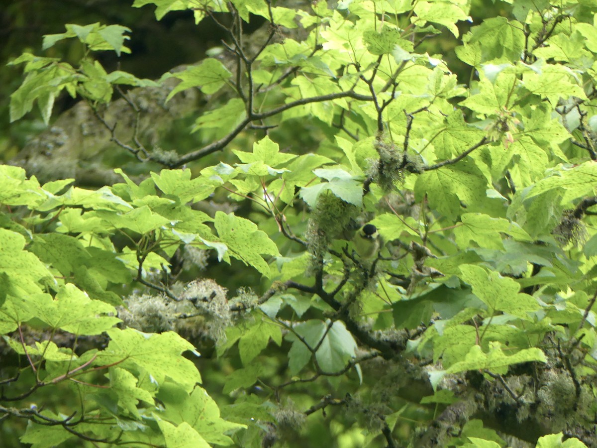 煤山雀 - ML645903889