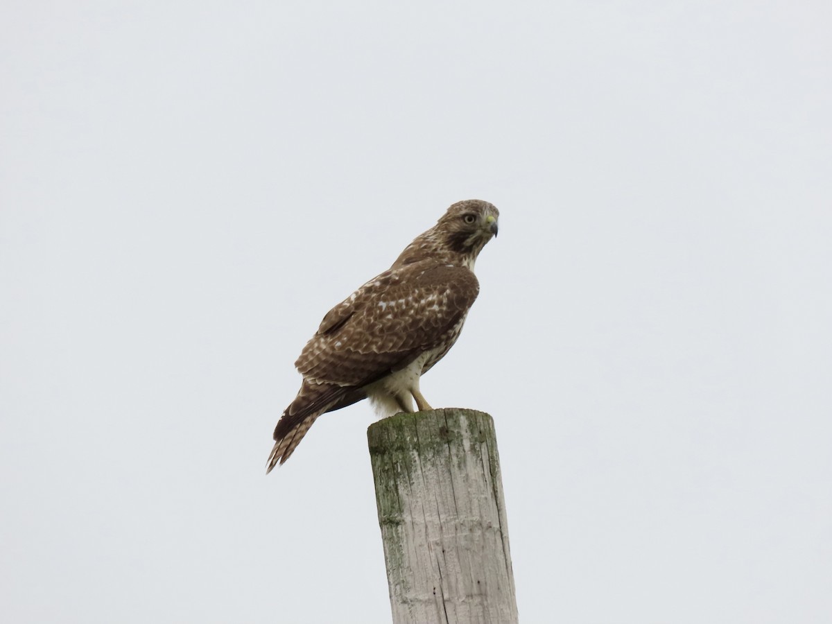 Red-tailed Hawk - ML645903892