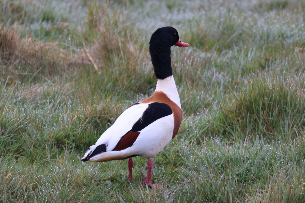 花鳧 - ML645903894