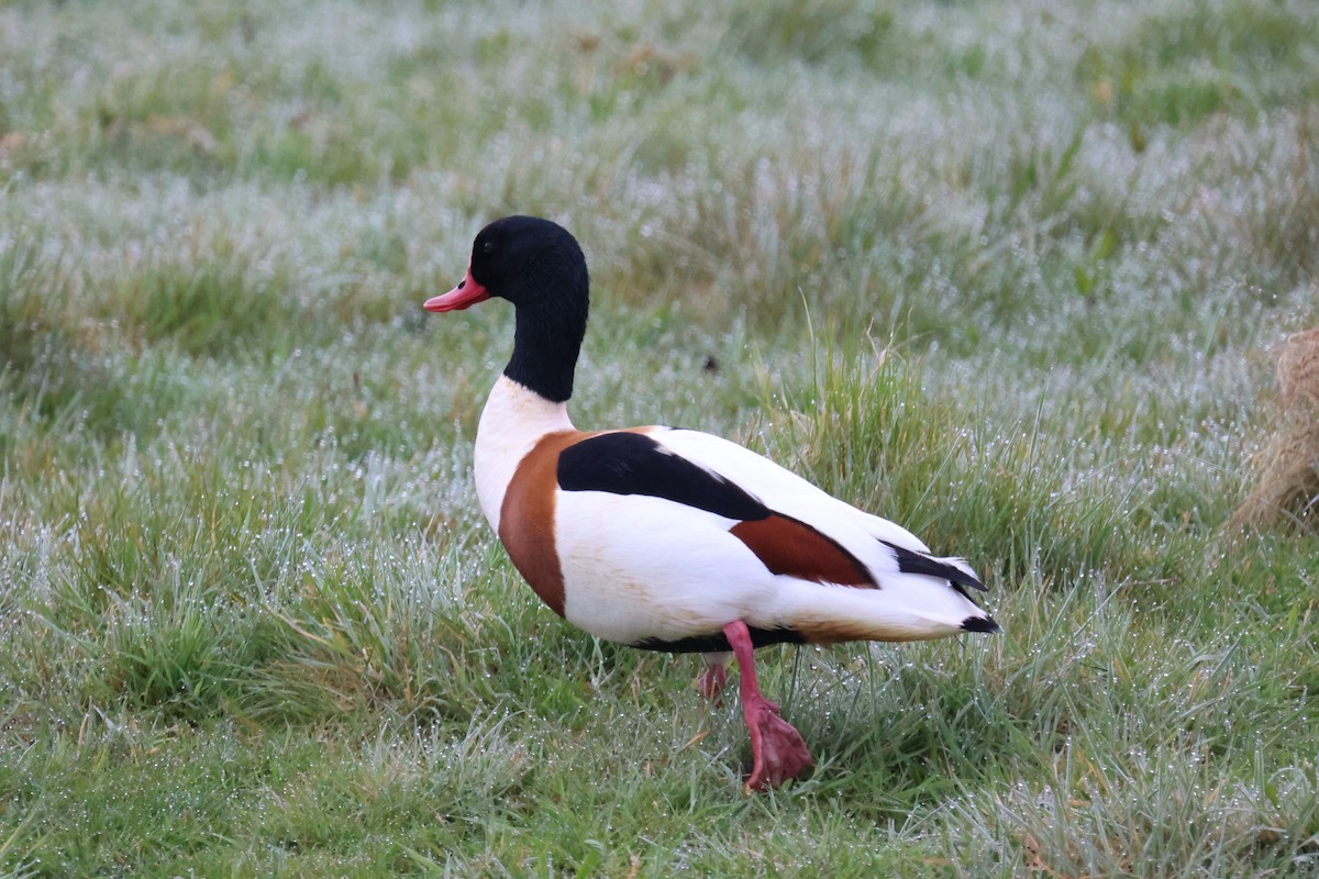 花鳧 - ML645903895