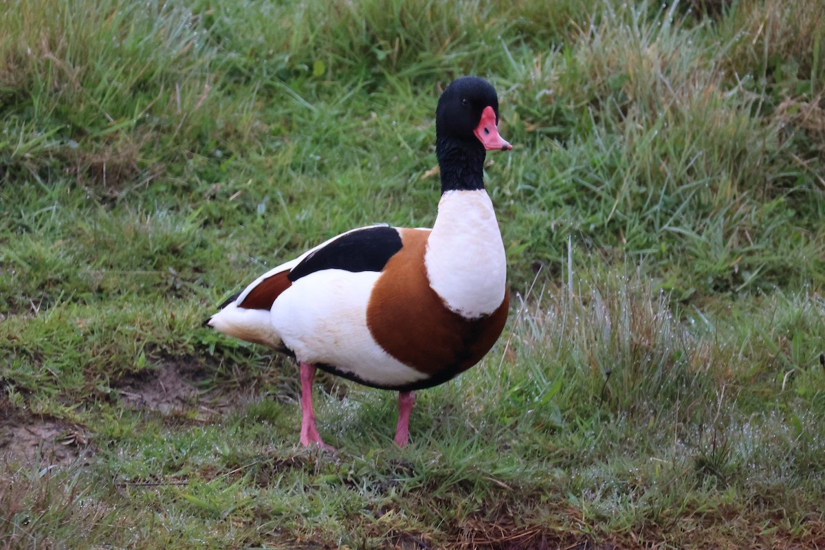 花鳧 - ML645903896