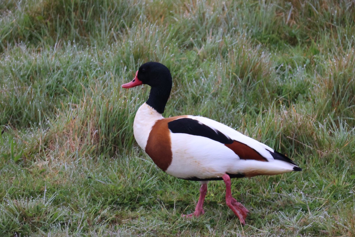 花鳧 - ML645903897