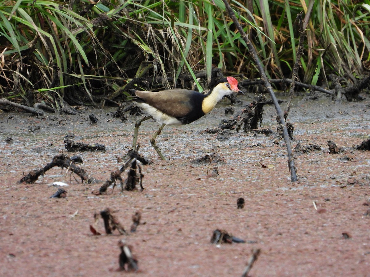 Comb-crested Jacana - ML645903899