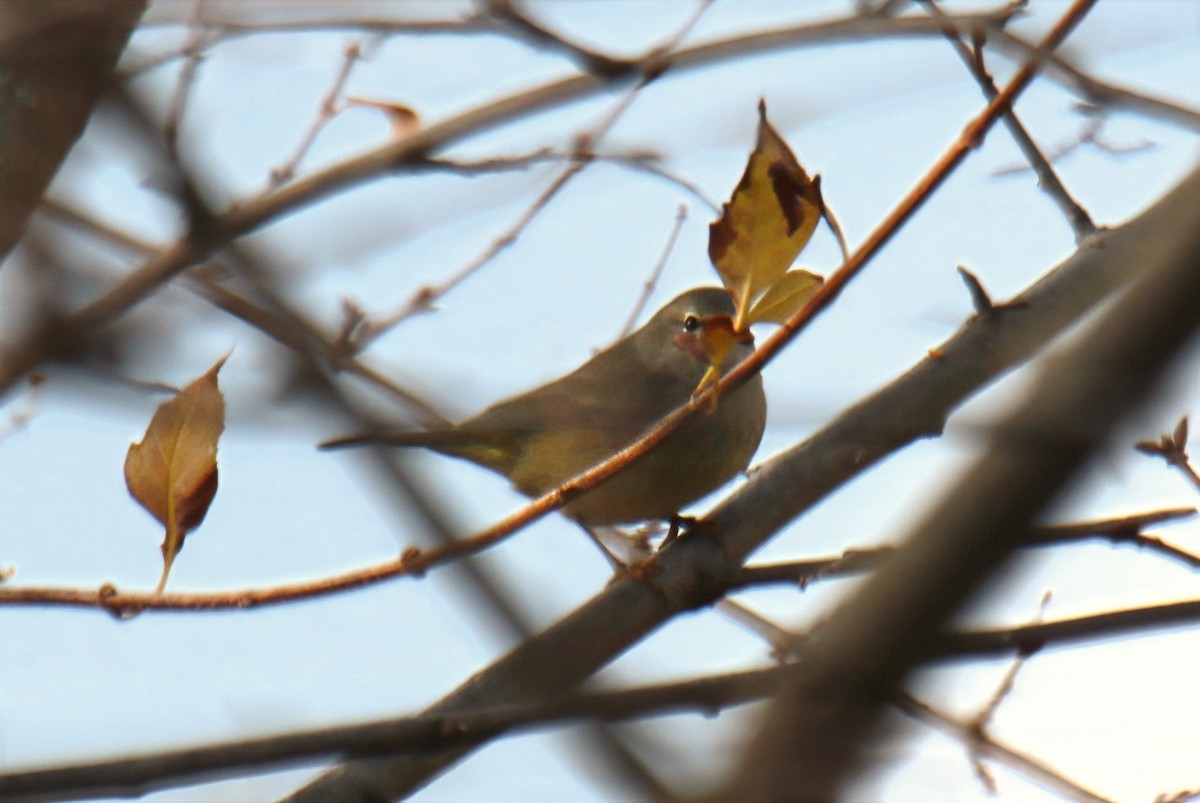 Orange-crowned Warbler - ML645903901