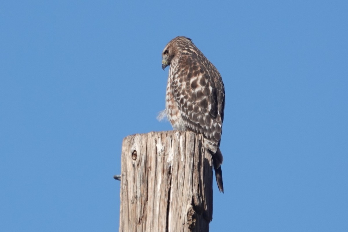 Red-shouldered Hawk - ML645903902