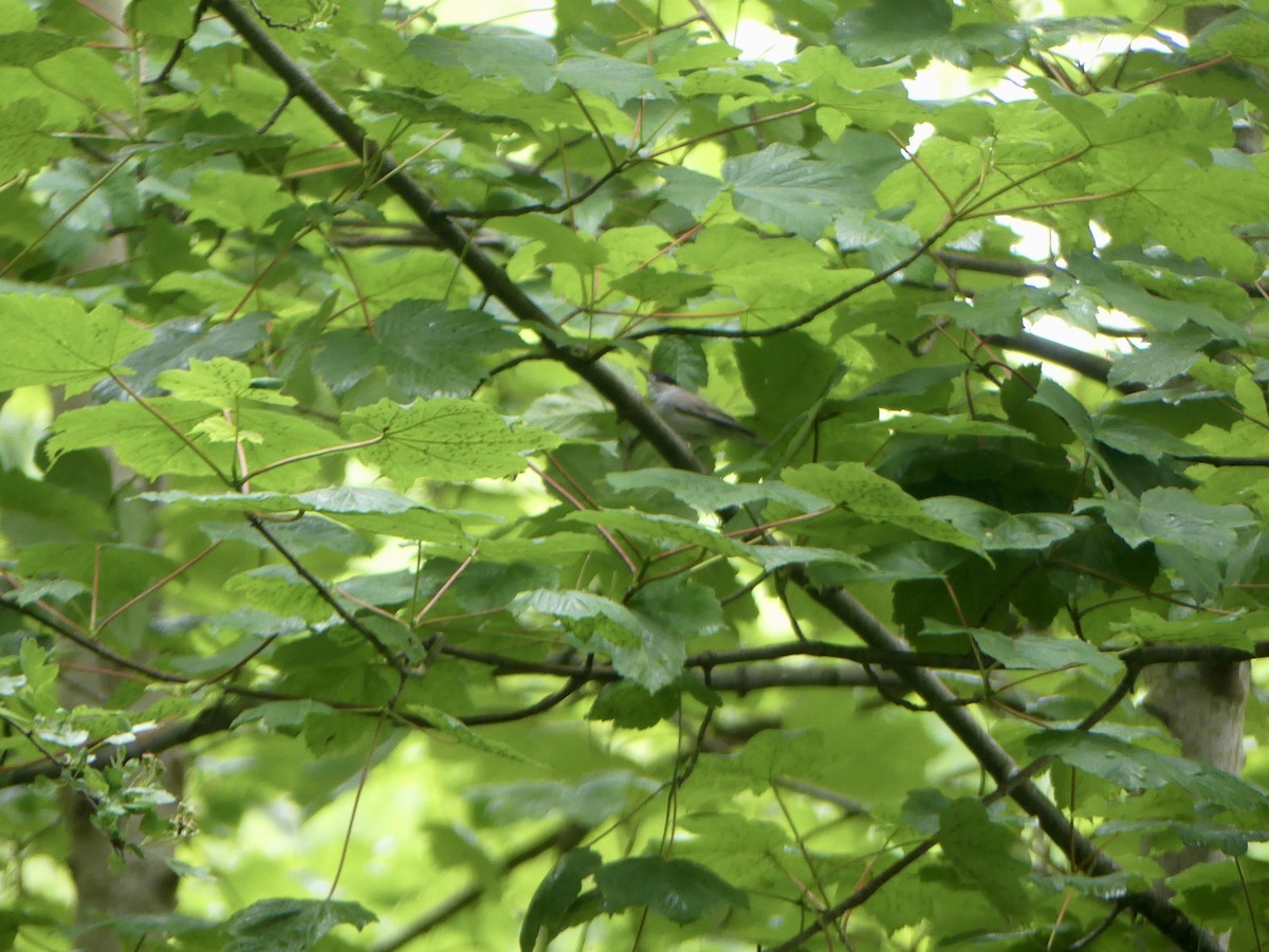 Eurasian Blackcap - ML645903903