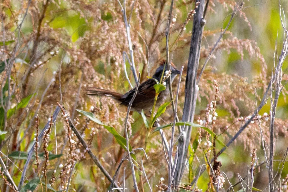 Swamp Sparrow - ML645903905