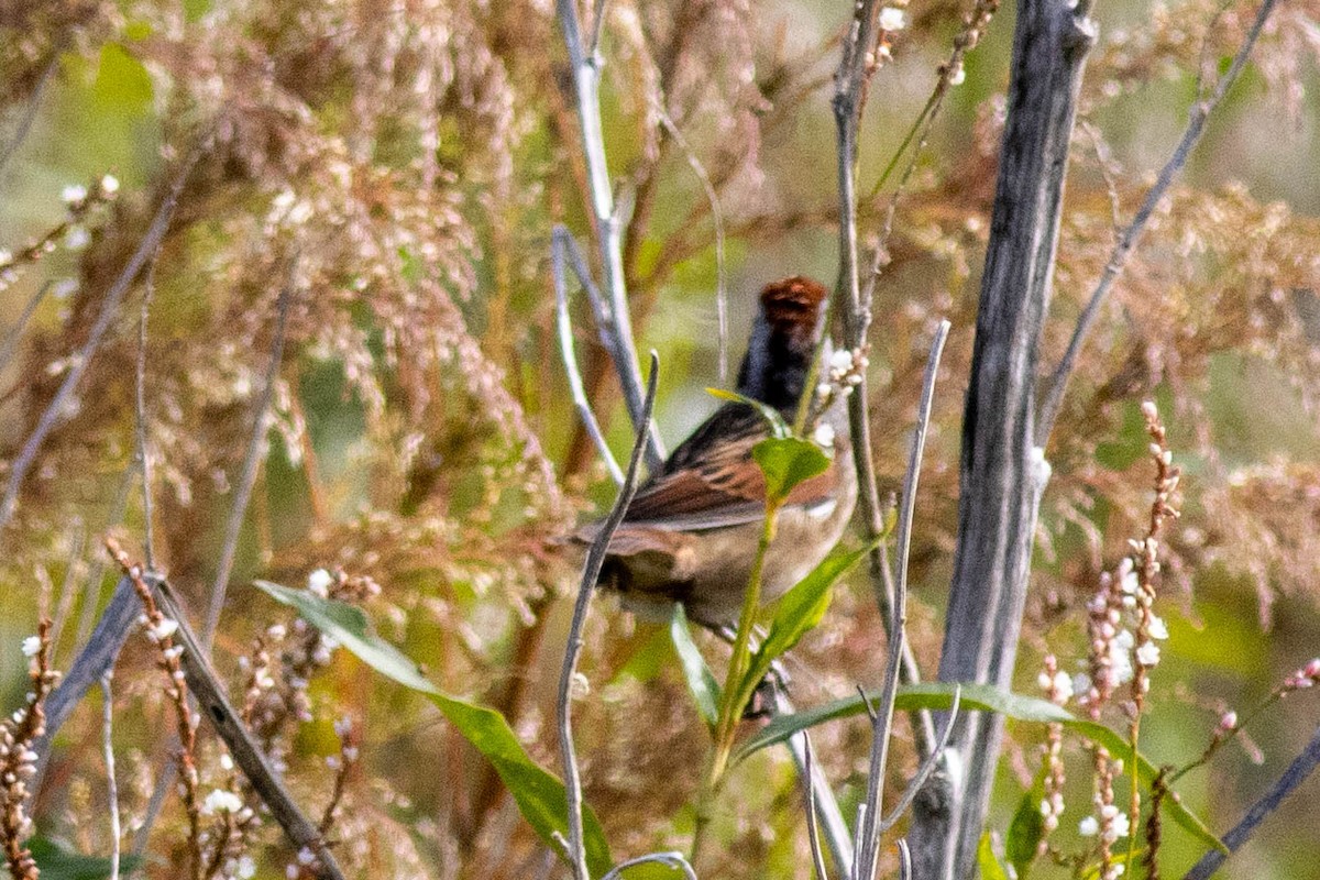 Swamp Sparrow - ML645903906