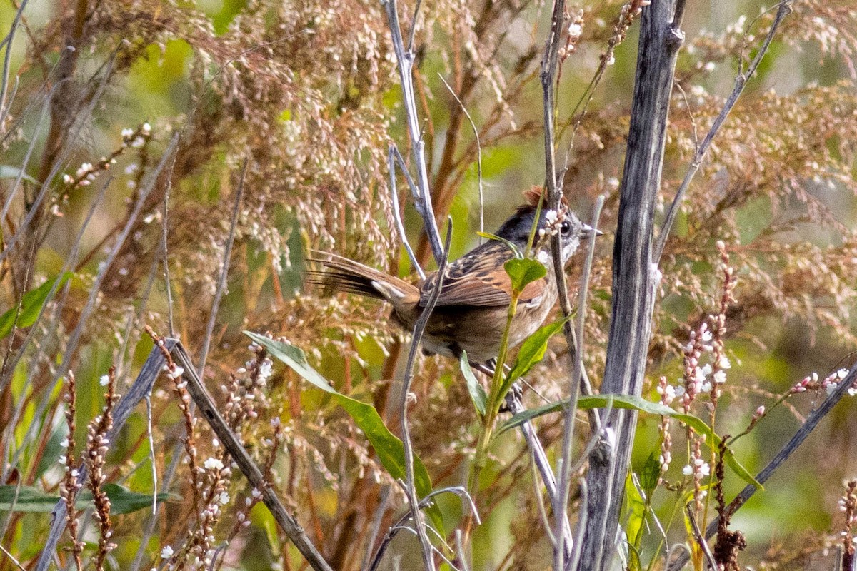 Swamp Sparrow - ML645903907