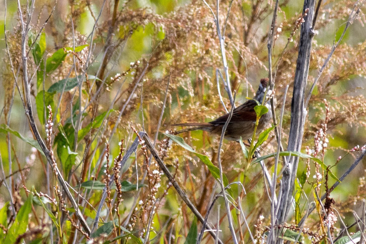 Swamp Sparrow - ML645903908