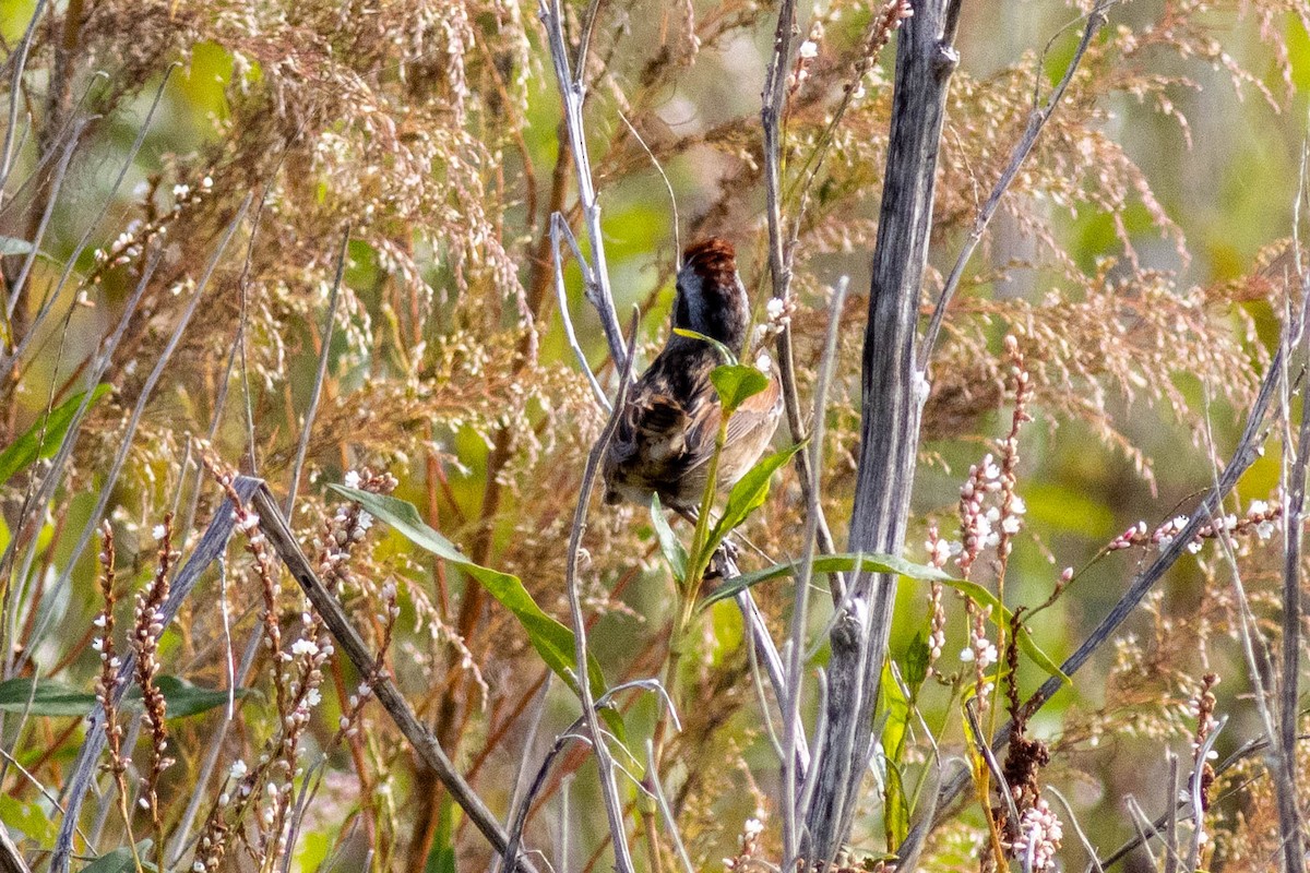 Swamp Sparrow - ML645903909