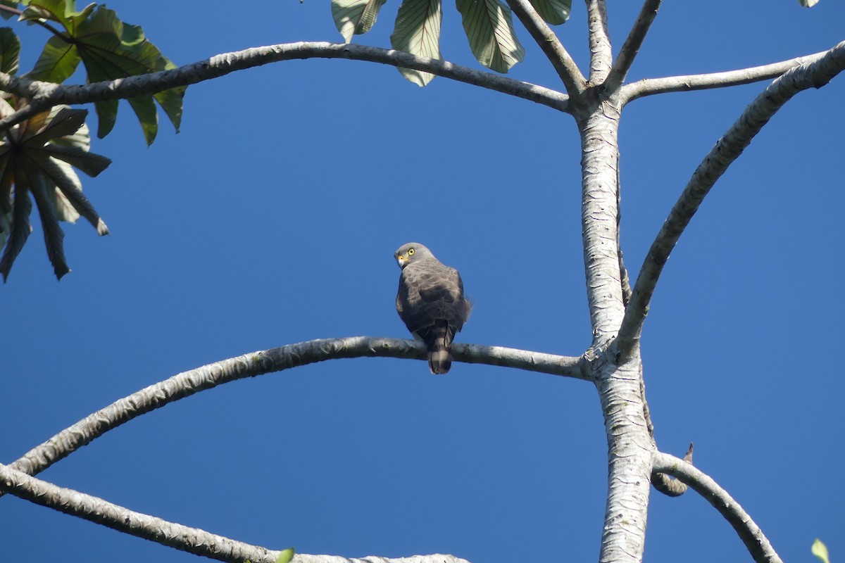 Roadside Hawk - ML645903911