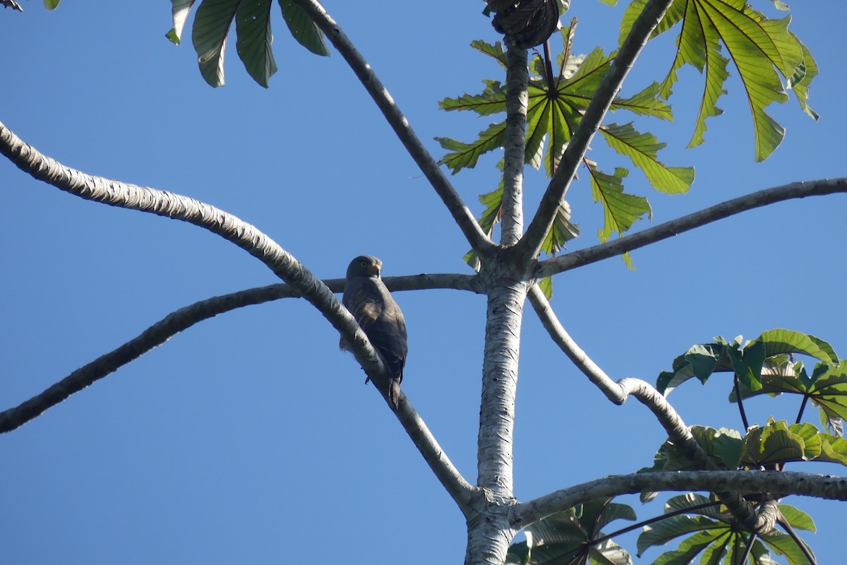Roadside Hawk - ML645903912