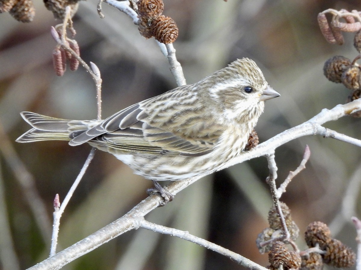 purpurfink - ML645903923