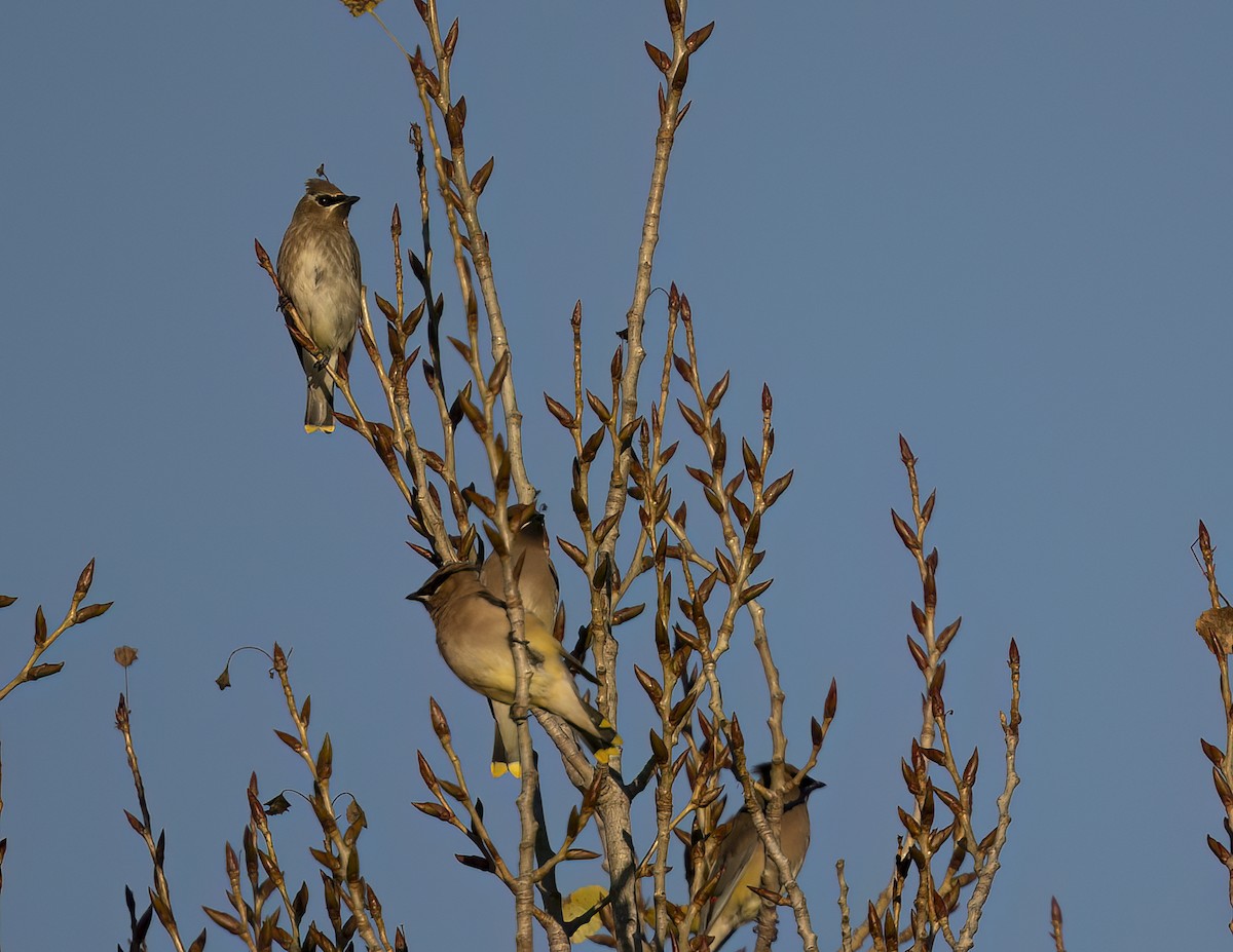 brkoslav americký - ML645903926