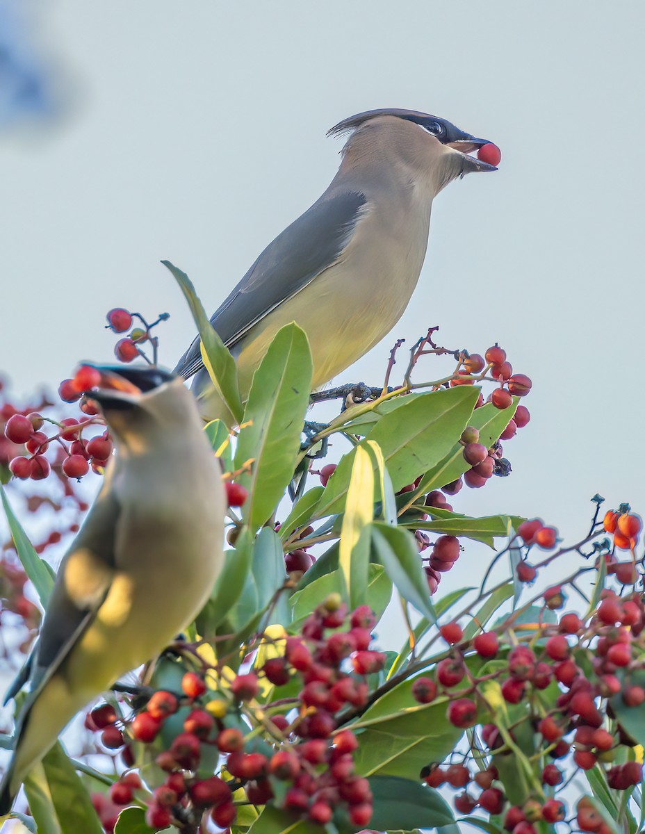 brkoslav americký - ML645903928