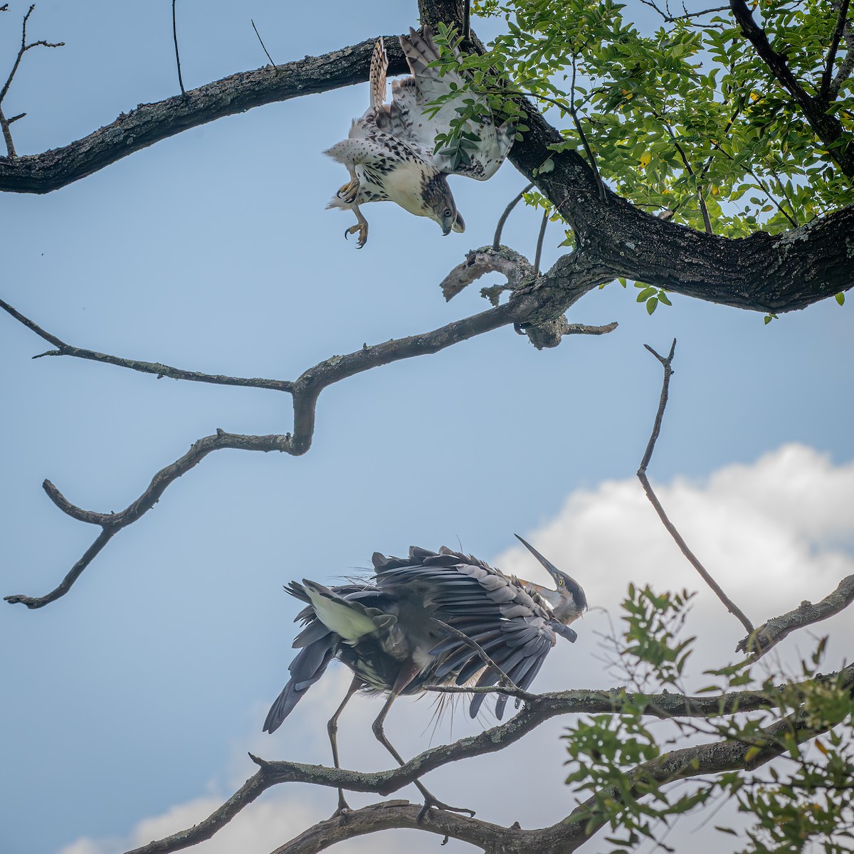 Great Blue Heron - ML645903932