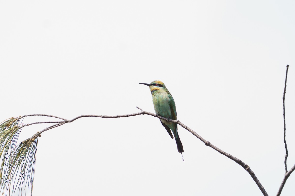 Rainbow Bee-eater - ML645903936