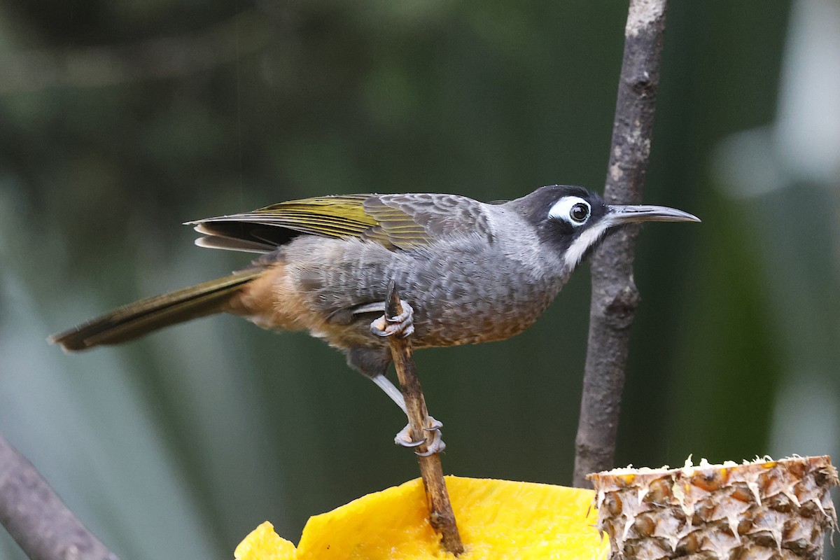 Belford's Melidectes - ML645903949