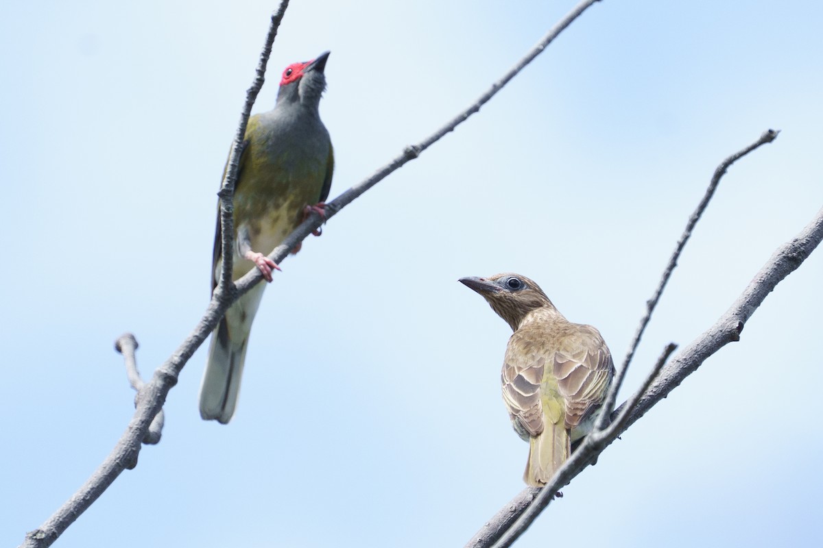 Australasian Figbird - ML645903952