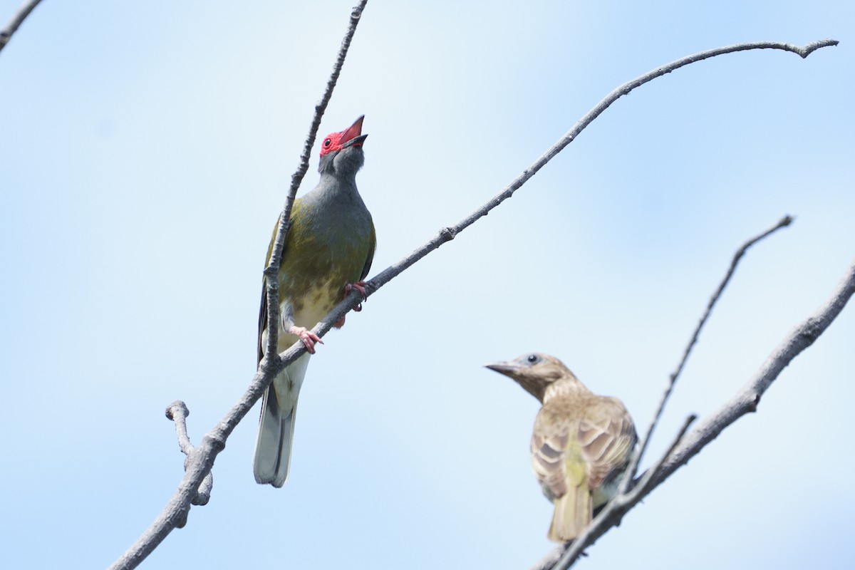 Australasian Figbird - ML645903953