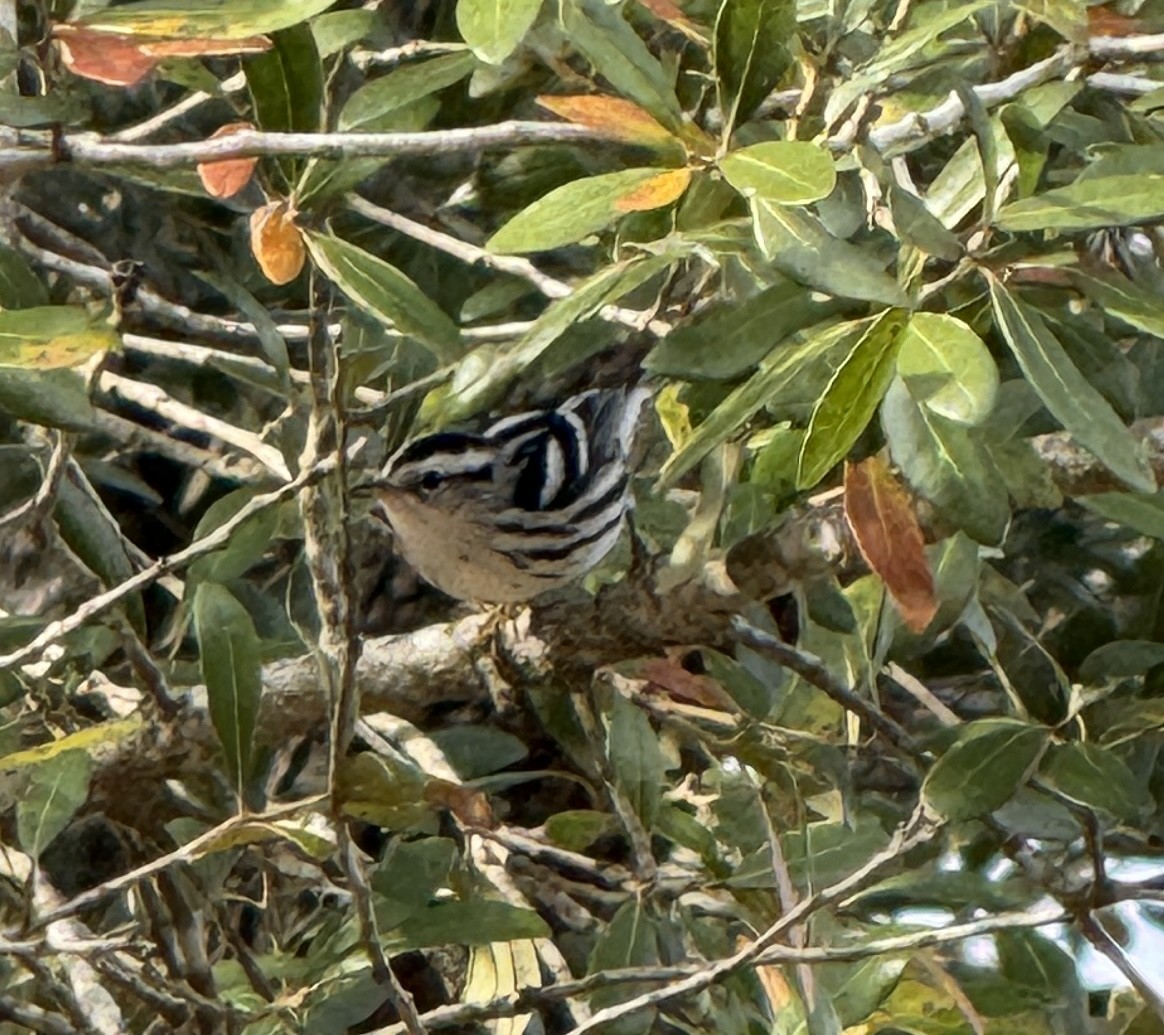 lesňáček černobílý - ML645903957