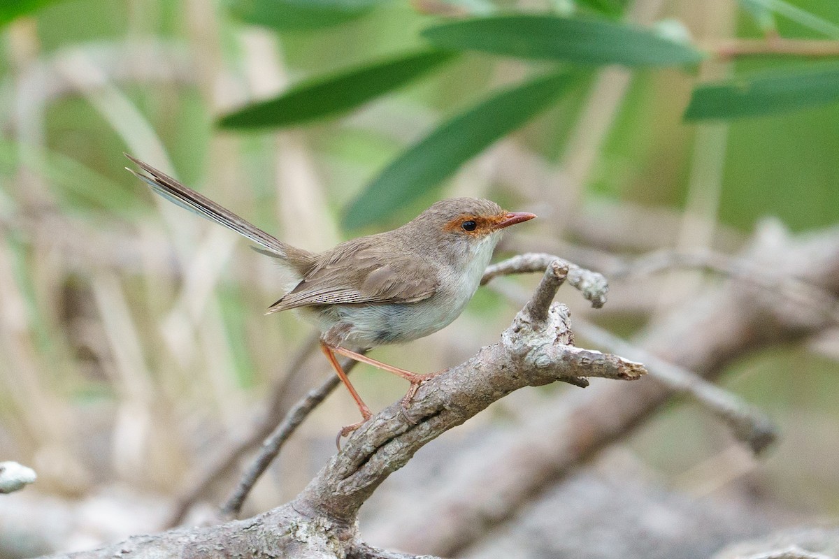 Superb Fairywren - ML645903959