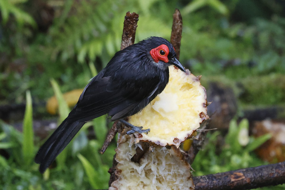 Kül Rengi Balkuşu - ML645903961