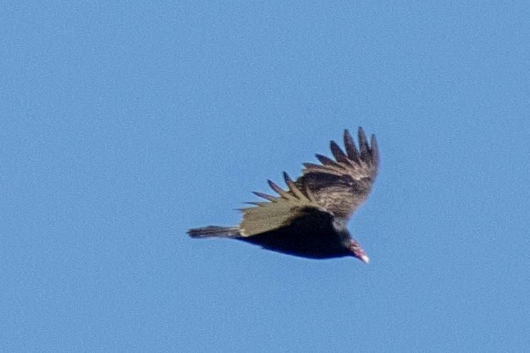 Turkey Vulture - ML645903963