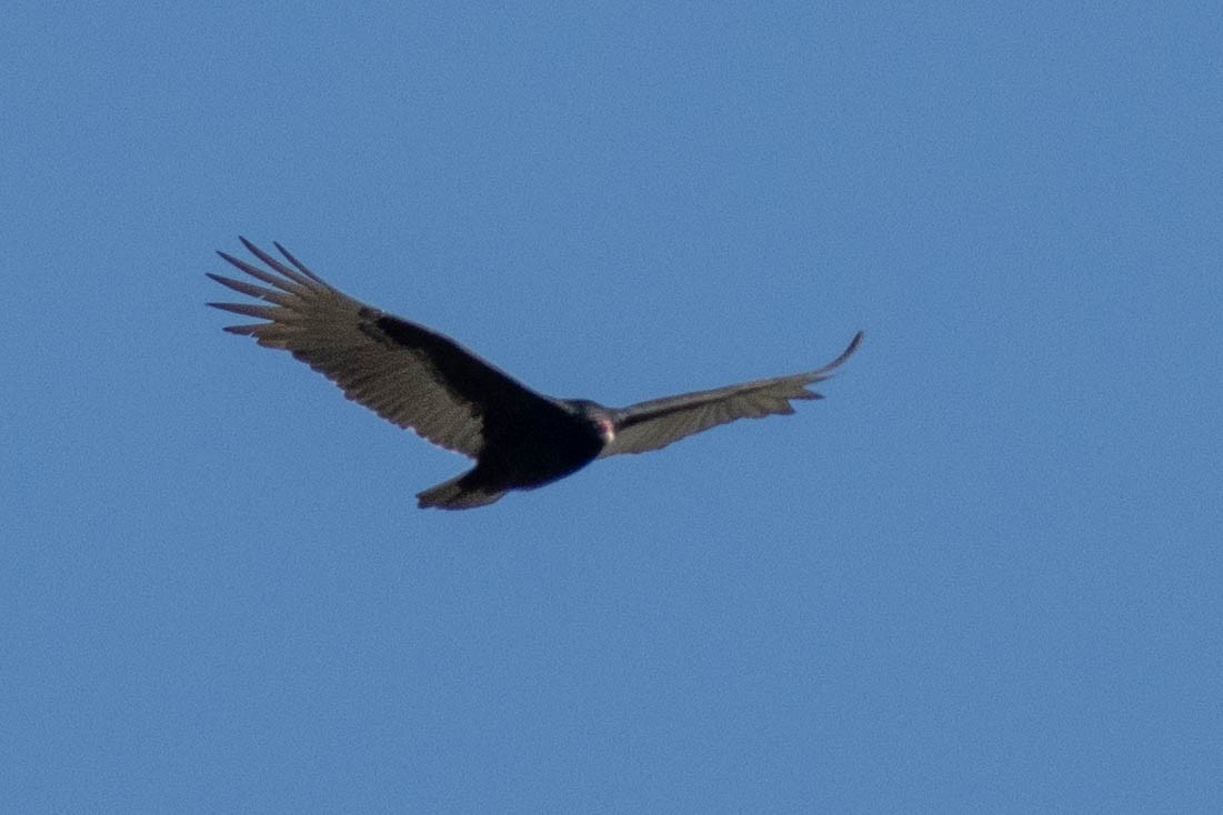 Turkey Vulture - ML645903964