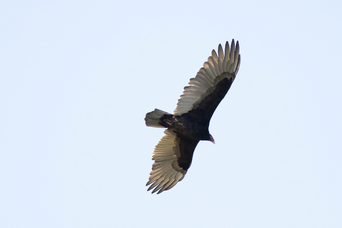 Turkey Vulture - ML645903965