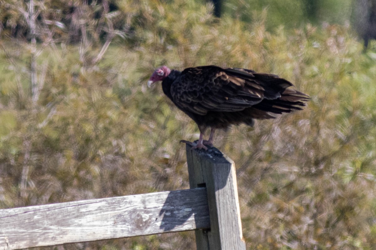 Turkey Vulture - ML645903967